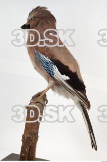 Jay - Garrulus glandarius 0022